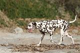 DALMATIEN 110